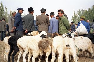 57 Kashgar Sunday Market 1993 Sheep In Animal Market.jpg